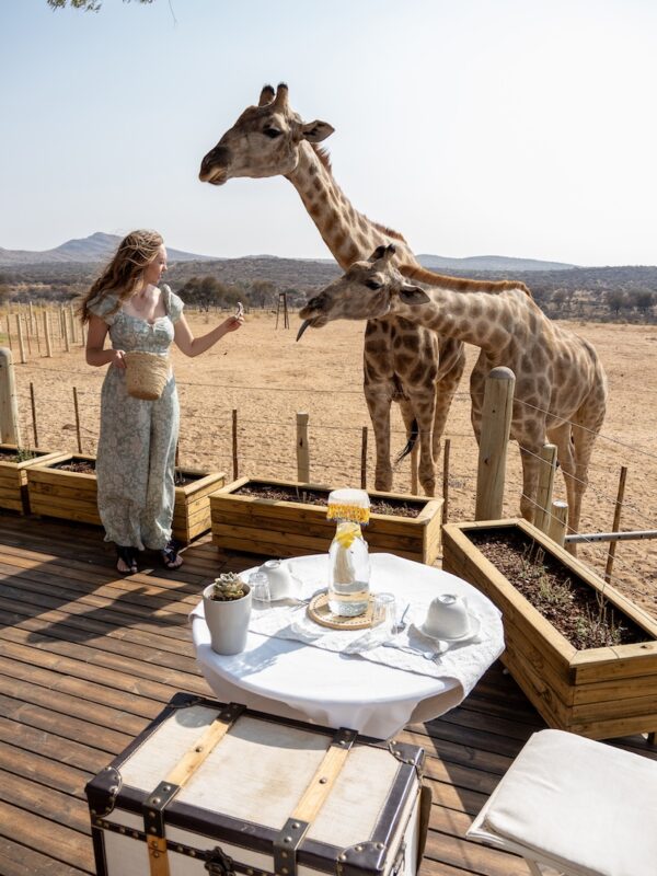 Giraffe and Meerkat add-on